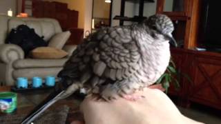 Necco the Inca dove makes his quotno hopequot call [upl. by Nednarb]