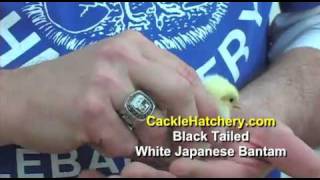 Black Tailed White Japanese Bantam Chicken Breed [upl. by Airoled]