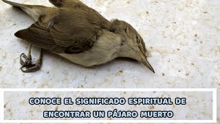 CONOCE EL SIGNIFICADO ESPIRITUAL DE ENCONTRAR UN PÁJARO MUERTO [upl. by Piwowar]