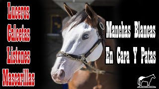 Marcas Blancas Singulares 🐴Del Cerro Soy [upl. by Ecnarwal]