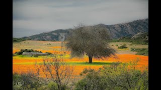 Namaqualand Wildflower Tour 2023 [upl. by Naujek]