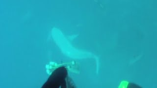 Bull shark eating a SPEARED amberjack taking diver for a ride [upl. by Uthrop]