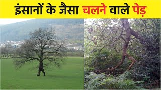 अजीबोगरीब पेड़ जिन्हें देखकर Scientist भी हैरान है  10 Strangest and Rarest Trees on Earth Part2 [upl. by Zebadiah]