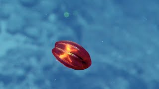 Iridescent Red Ctenophore  Nautilus Live [upl. by Yarvis]