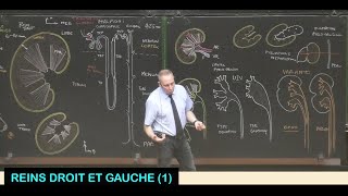 Anatomie des reins droit et gauche 1 Abdomen 9 [upl. by Lenora994]