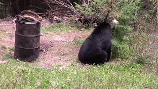 Spring Bear Hunt New Brunswick Canada [upl. by Anaizit]