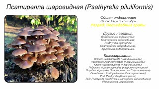 Псатирелла шаровидная Psathyrella piluliformis [upl. by Agiaf]