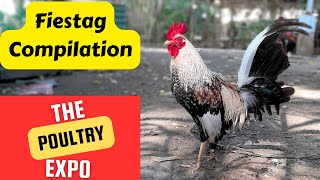 Fiestag Compilation  Poultry Expo [upl. by Akedijn]