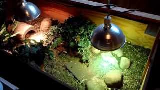 Russian Tortoise Hibernation Tutorial [upl. by Burck]