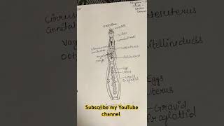 Echinococcus granuiosuspractical workbsc 1st semdiagramwith commentsshort video [upl. by Abell]