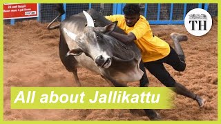 All about Jallikattu [upl. by Nikki409]