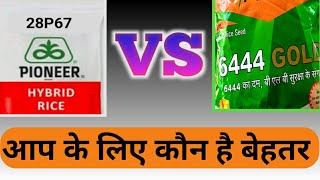 Bayer 6444 gold vs pioneer 28p67। कौन आप के लिए बेस्ट।pioneer paddybayer dhan [upl. by Olracnaig]