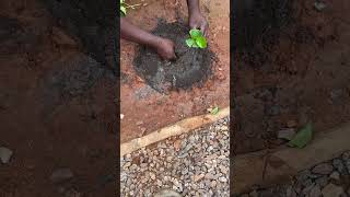 Planting a walnut tree [upl. by Pablo]