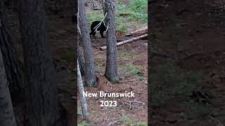 New Brunswick Bear Hunt using a 450 Bushmaster 2023 [upl. by Rabma]