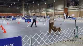 2014 AKC Rally National Championship Rally Novice Perfect Score of 100 [upl. by Odnalor]