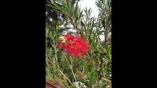 Callistemon specious बॉटल ब्रश [upl. by Yracaz816]