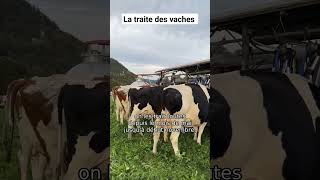 La traite des vaches [upl. by Ainotal]