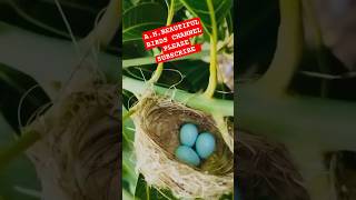 BIRDS LIFE START 🥚🐣🐥🐦 ahbeautifulbirds viral shorts short youtubeshorts love funny share [upl. by Onimod]