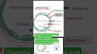 Thiopental crosses the bloodbrain barrier [upl. by Aynam]