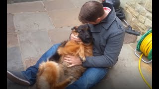 German Shepherd Cries Out In Happiness After Months Apart From Owner [upl. by Tynan]