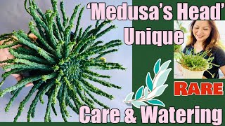 How to care for Medusas Head  Unique and Rare  Euphorbia Flanaganii  Succulents by Vonny [upl. by Branen]