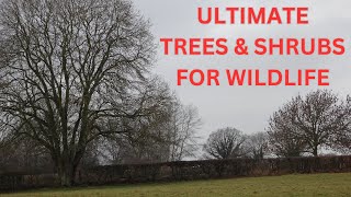 Ultimate trees amp shrubs for wildlife [upl. by Saval]