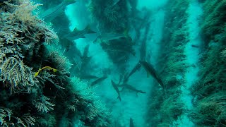 Diving A Bridge Filled With Giant Fish  Spearfishing Catch and Cook [upl. by Ardnola291]