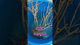 How To Prepare Driftwood For Your Aquarium The Easy Way  Part 1 driftwood aquarium fish [upl. by Erbma]