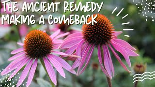 Echinacea The Ancient Remedy Making a Comeback [upl. by Ienttirb845]