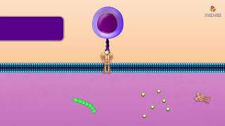 Cytotoxic T Cell  Microbiology and immunology Animations [upl. by Carmena]