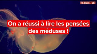 On a réussi à lire les pensées des méduses [upl. by Lyrradal]