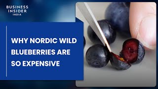 Why Nordic Wild Blueberries Are So Expensive [upl. by Katee]