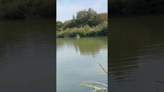 Boshing out down at mousehole lakes 🐬 fishing carp fish carpfishing carplife carpy [upl. by Ymeraj528]