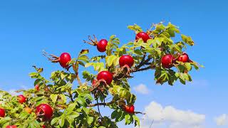 Ripe rose hips on a branch [upl. by Lil]