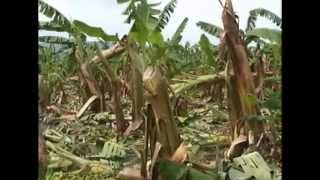 Daños por viento en fincas bananeras de Coyoles Central OlanchitoHonduras [upl. by Adnerak]