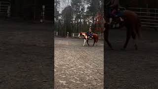 My first time on Rolex horse equestrian horsefan edit shorts [upl. by Bergen]