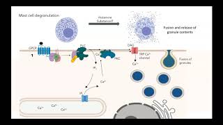 GPCR IP3 DAG pathway [upl. by Nomyad240]