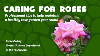 Caring for your Rose Garden Year Round  Professional Tips [upl. by Atalya]