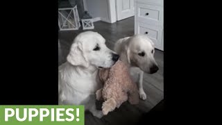 Dogs take turns holding toy while other receives treats [upl. by Audrye]