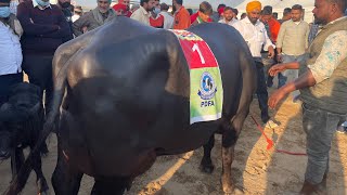 🌹🌹PDFA Jagraon Murrah Buffalo Beauty Compitition  Champion Murrah Buffalo [upl. by Weisbart]