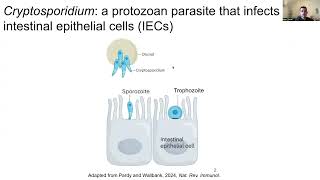 Intestinal cDC1s provide cues required for CD4 T cellmediated resistance to Cryptosporidium [upl. by Cichocki41]