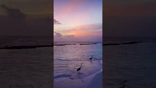 Beautiful scenery in amilla Maldives music beats [upl. by Oad]