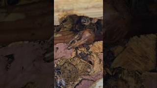 We found a skeleton in a bee hive nature animals bones bee [upl. by Varick393]