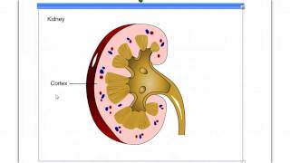 The Nephron [upl. by Evangelina]