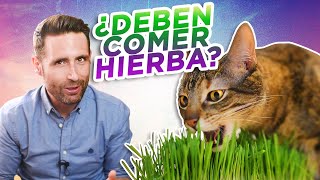 ¿Es bueno que los GATOS COMAN HIERBAPASTO 🌿🐈  ¿Por qué los gatos comen plantas [upl. by Addie]