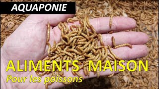 Aquaponie  produire ses propres aliments pour les poissons [upl. by Salba]