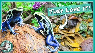 Adding My Frogs to their New Tank [upl. by Canada]