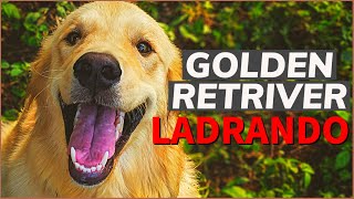 Golden Retriever ladrando fuerte [upl. by Notirb]