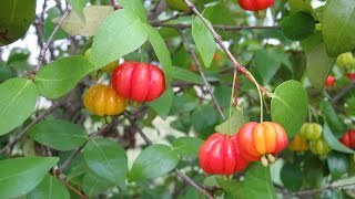 Surinam Cherry Tree Eugenia uniflora [upl. by Joscelin]