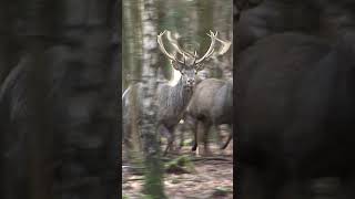 Battue aux cervidés au domaine de Boutissaint Partie 4 chasseur pêche [upl. by Sisile]